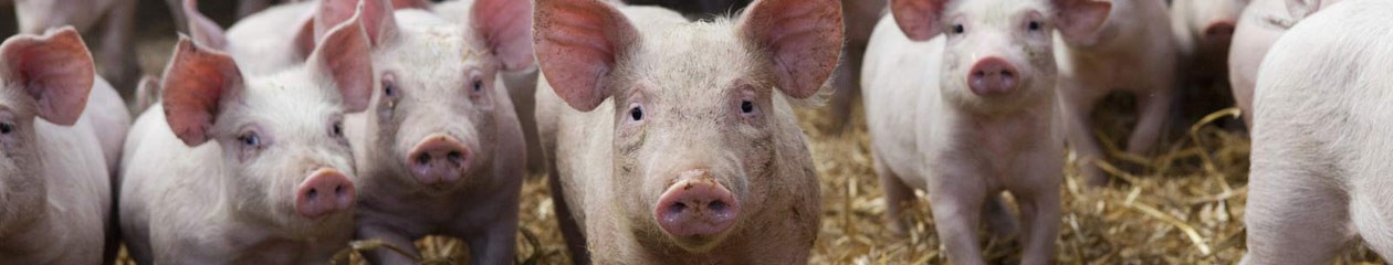 Bâtiment agricole de Bretagne